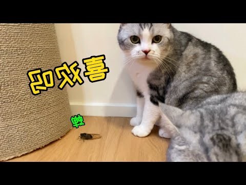 蟬 飛進家裡